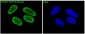 Anti-ATF2 Rabbit Monoclonal Antibody
